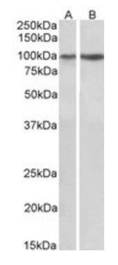 ITGA3 (isoform a) Antibody
