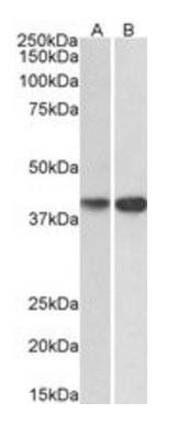 Goat anti-EXOG Antibody