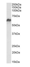 HSP60/HSPD1 (aa333-344) Antibody