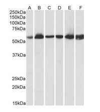 HSP60/HSPD1 (aa333-344) Antibody