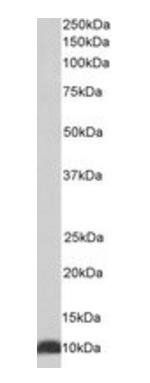 CPN10/HSPE1 Antibody