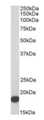 Goat anti-IFITM3 (N terminus) Antibody