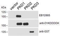 PRKD1 (aa233-246) Antibody