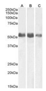 ALPL (aa42-53) Antibody