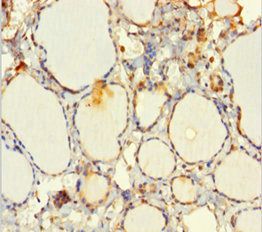 EML2 Antibody