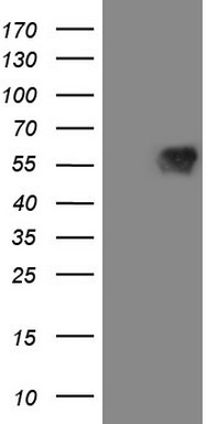 ECT2 Antibody
