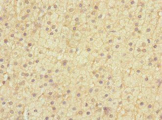 EDIL3 Antibody