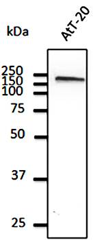 EEA1 Antibody