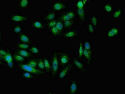 EEA1 Antibody