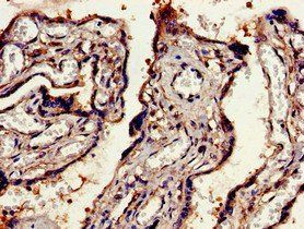EEA1 Antibody