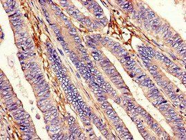 EEA1 Antibody