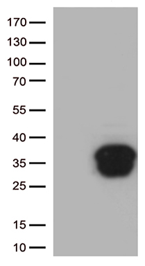 EEF1D Antibody