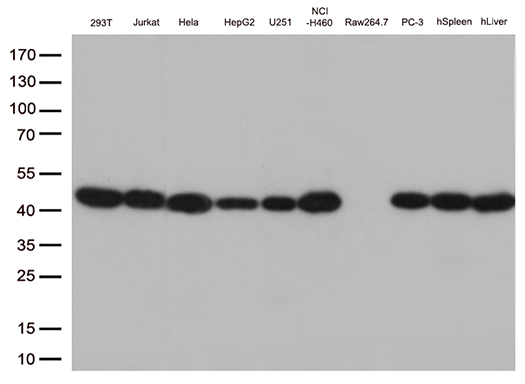 EEF1D Antibody