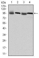EEF2 Antibody