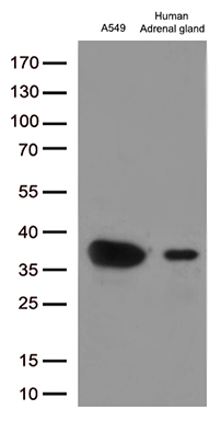 EFHD1 Antibody