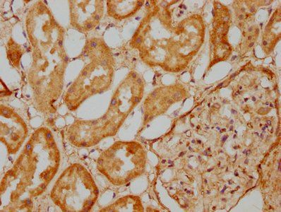 EFHD1 Antibody