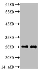 EFHD1 Antibody