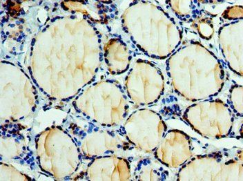EFNA3 Antibody