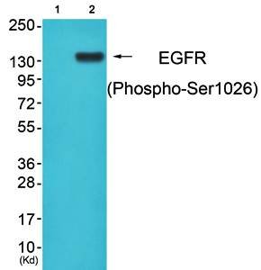EGFR (Phospho-Ser1026) Antibody