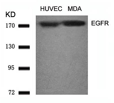 EGFR Antibody