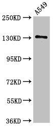 EGFR Antibody