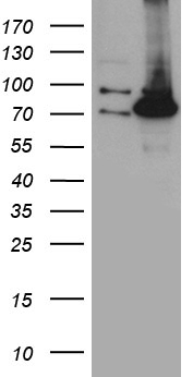 EGLN2 Antibody