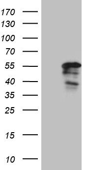 EGLN2 Antibody
