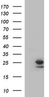 EGR2 Antibody