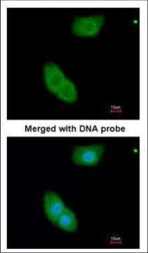 EH domain binding protein 1 Antibody