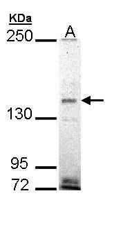EH domain binding protein 1 Antibody