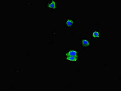 EHD3 Antibody