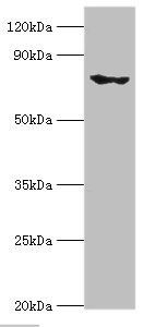 EHHADH Antibody