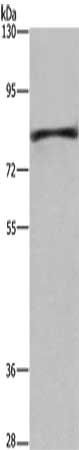 EHHADH Antibody