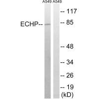 EHHADH Antibody