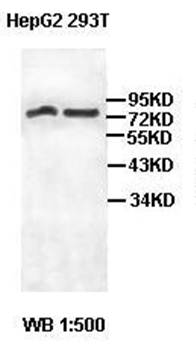 EHHADH Rabbit Polyclonal Antibody