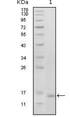 EhpB6 Antibody