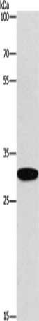EID3 Antibody