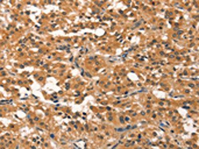 EID3 Antibody