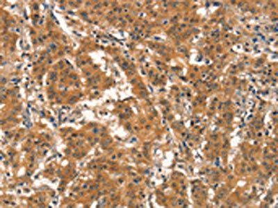 EID3 Antibody