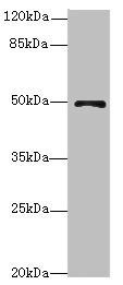 EIF3F Antibody