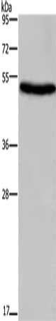 EIF3F Antibody