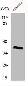 EIF3F Antibody