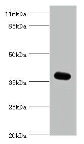 EIF3G Antibody