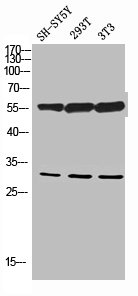 EIF3J Antibody