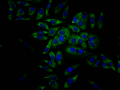 EIF4A1 Antibody