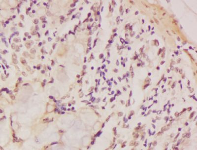 EIF4B Rabbit Polyclonal Antibody