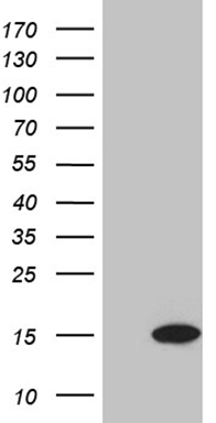 EIF4E3 Antibody