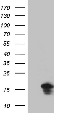 EIF4E3 Antibody