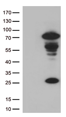 EIF4E3 Antibody