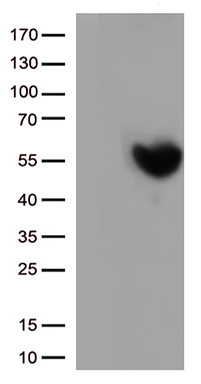 EIF4E3 Antibody